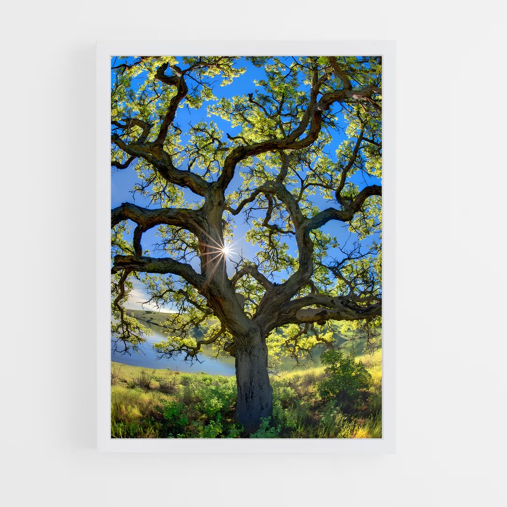ap-oak-9 cadre Blanc