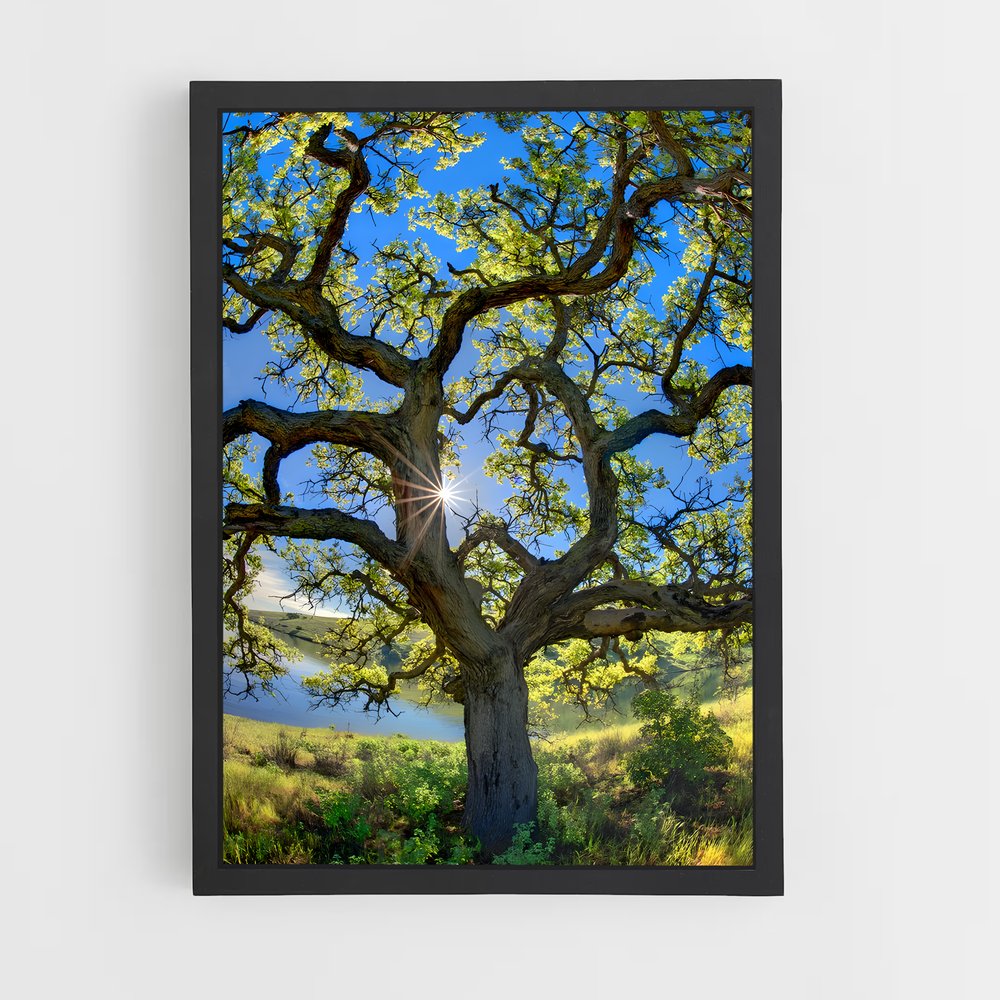 ap-oak-9 cadre Noir