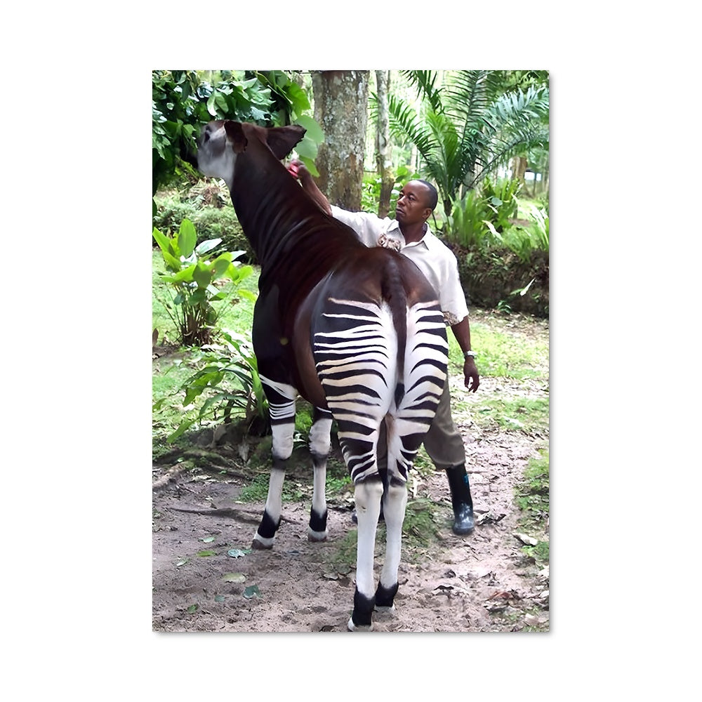 Poster Compagnons de la Jungle