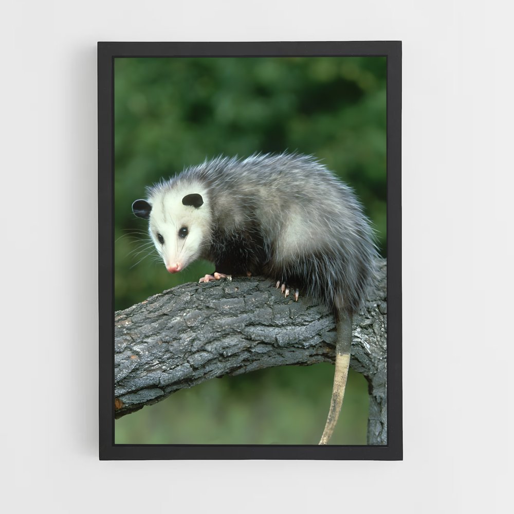 ap-opossum-1 cadre Noir