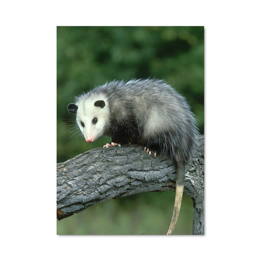 Poster Opossum Delight
