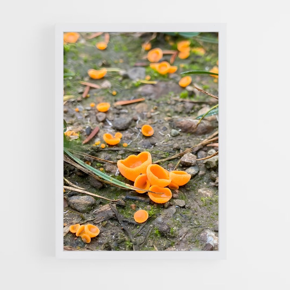 ap-orange peel fungus-1 cadre Blanc