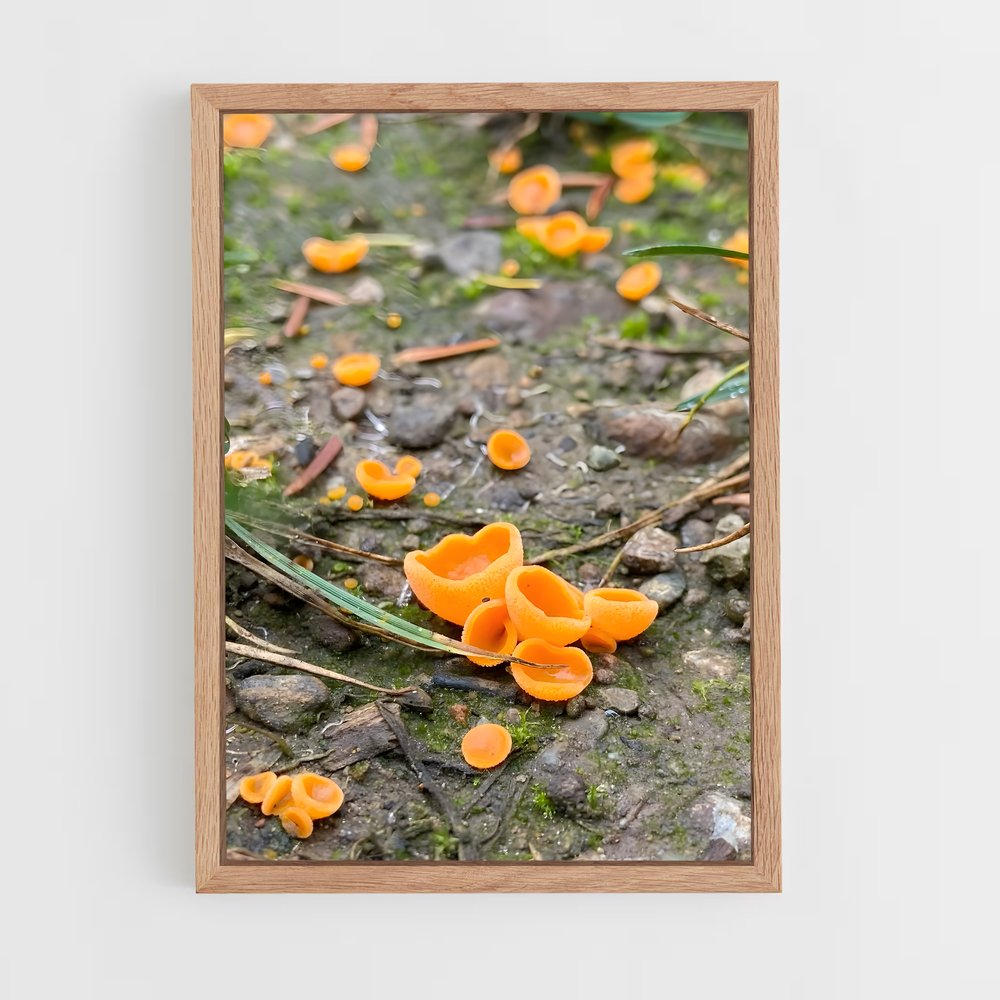ap-orange peel fungus-1 cadre Bois clair
