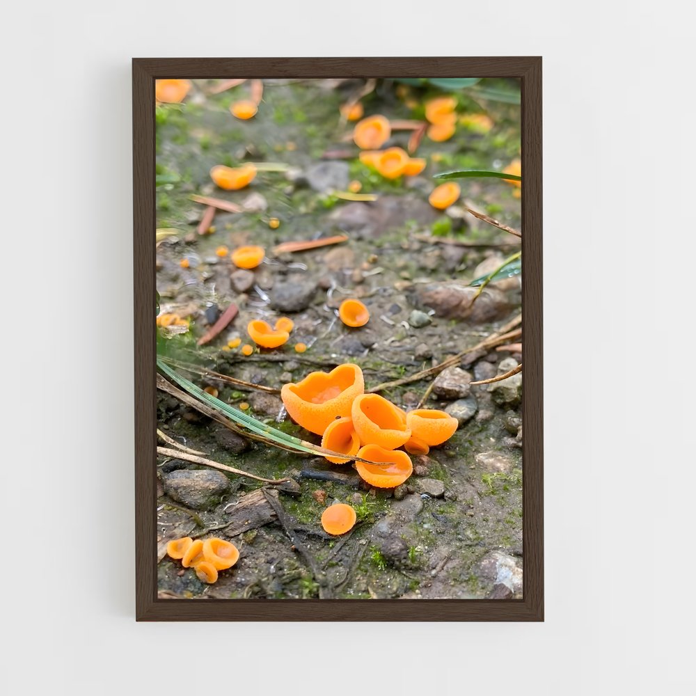 ap-orange peel fungus-1 cadre Bois foncé