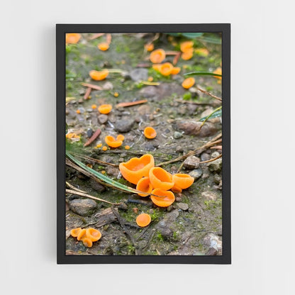 ap-orange peel fungus-1 cadre Noir