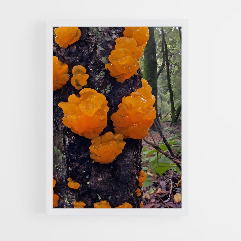 ap-orange peel fungus-2 cadre Blanc