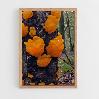 ap-orange peel fungus-2 cadre Bois clair