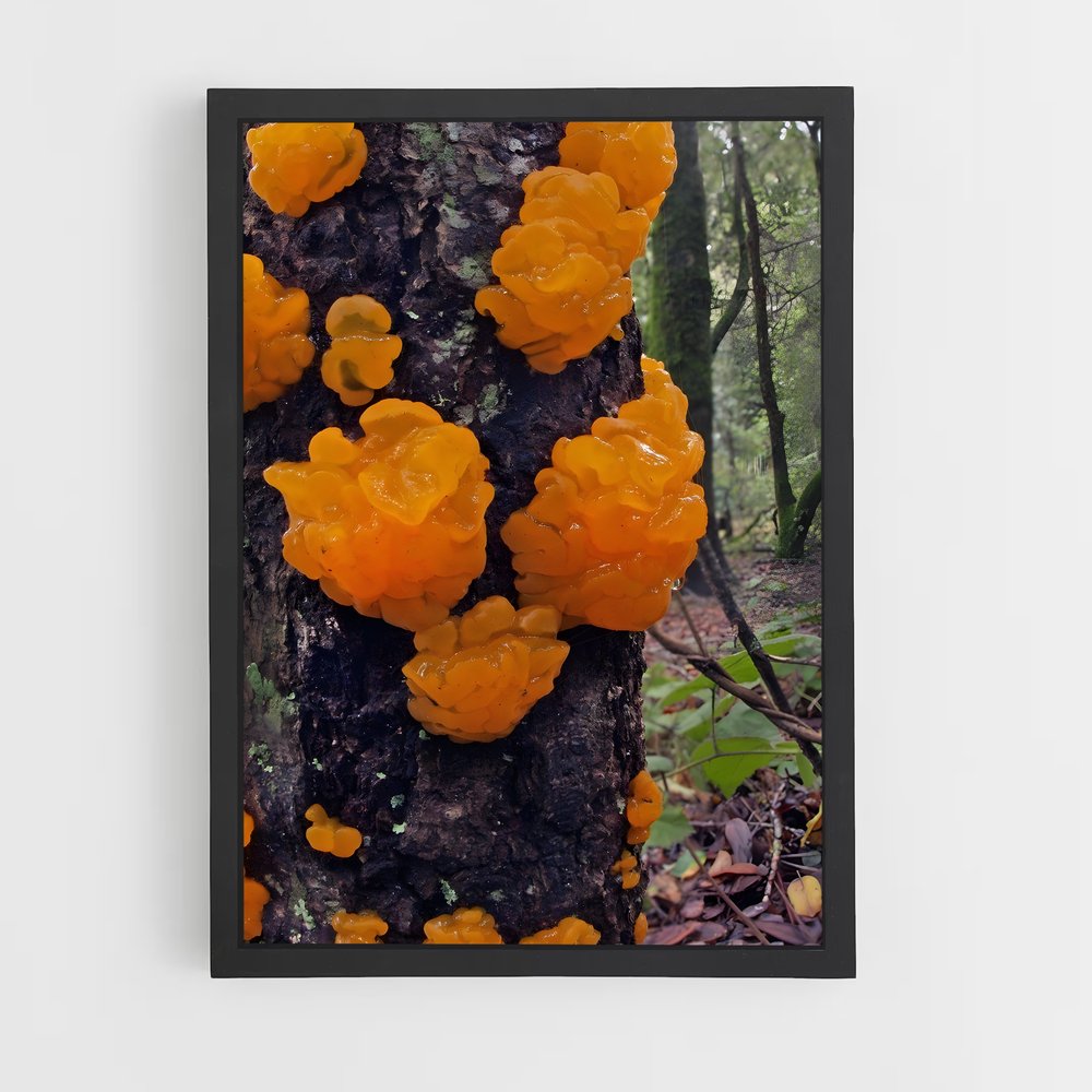 ap-orange peel fungus-2 cadre Noir