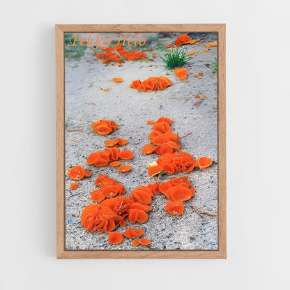 ap-orange peel fungus-3 cadre Bois clair