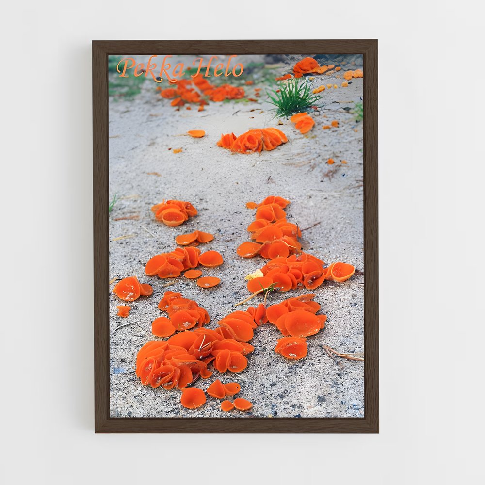 ap-orange peel fungus-3 cadre Bois foncé