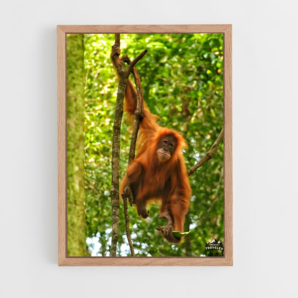 ap-orangutan-1 cadre Bois clair