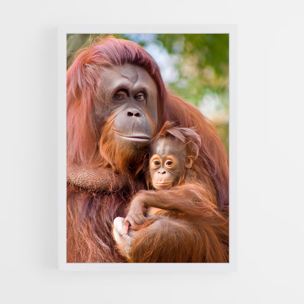 ap-orangutan-3 cadre Blanc