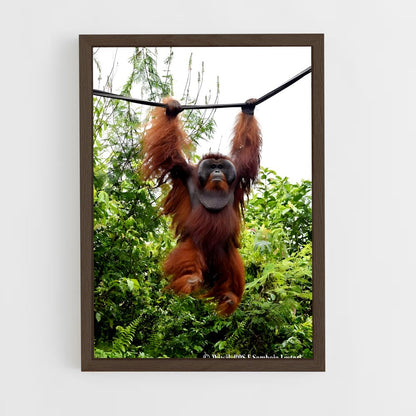 ap-orangutan-4 cadre Bois foncé
