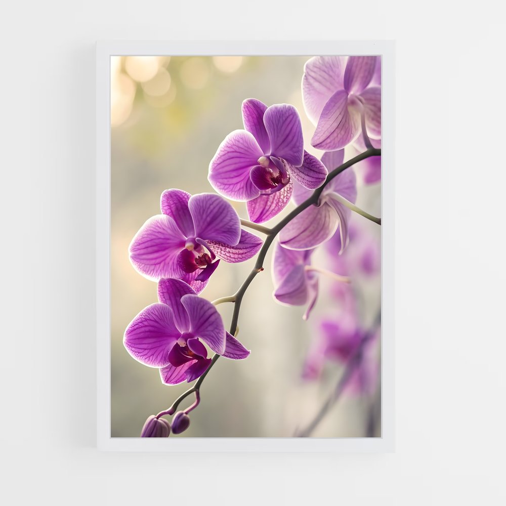 ap-orchid-1 cadre Blanc