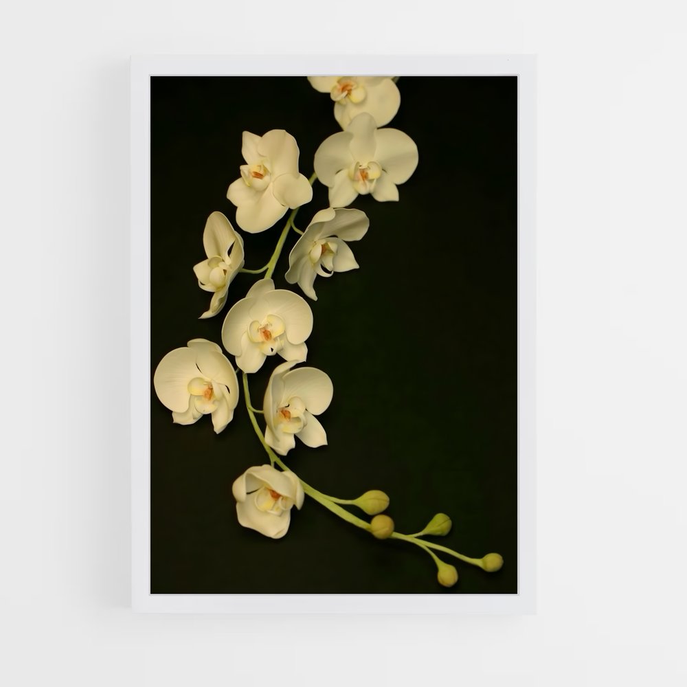 ap-orchid-2 cadre Blanc