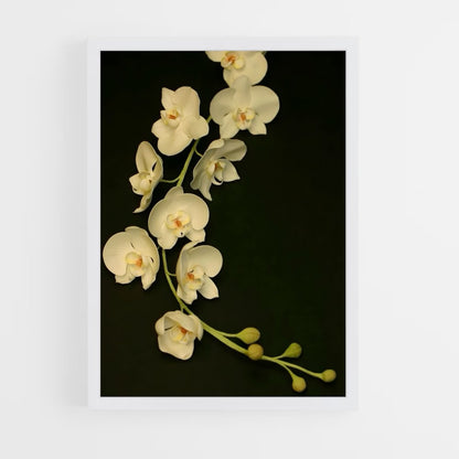 ap-orchid-2 cadre Blanc