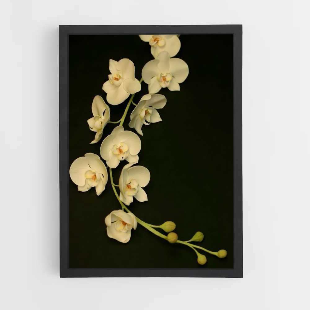 ap-orchid-2 cadre Noir