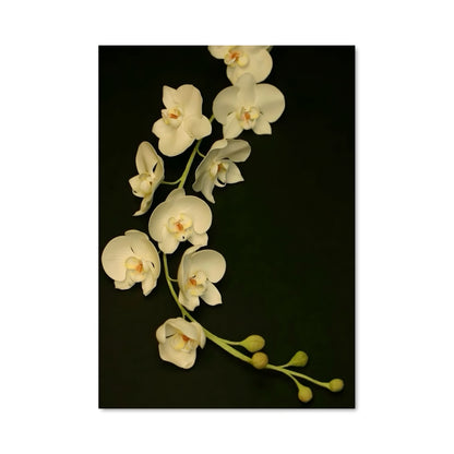 Poster Orchidée Noire