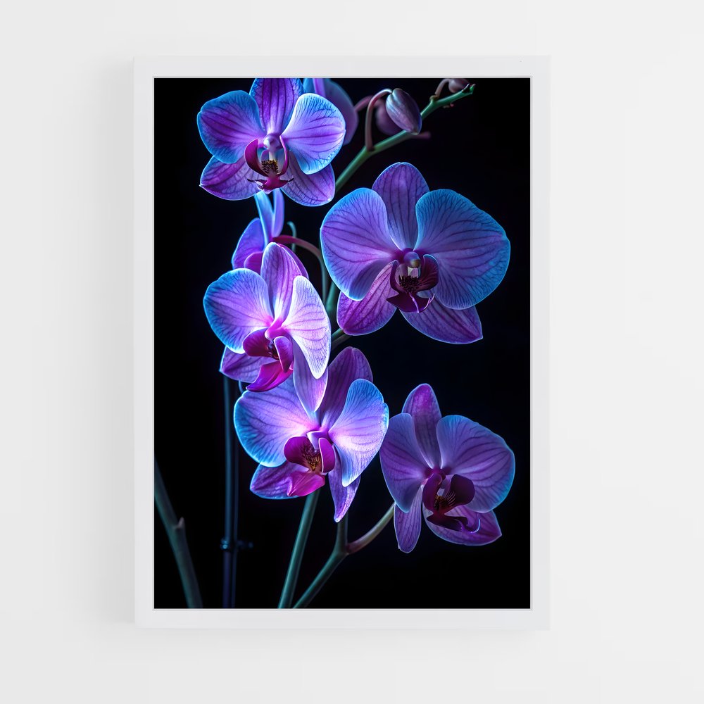 ap-orchid-4 cadre Blanc