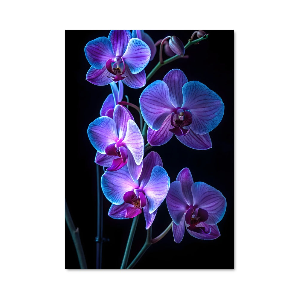 Poster Orchidéen Enchanté