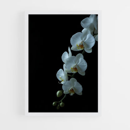 ap-orchid-5 cadre Blanc