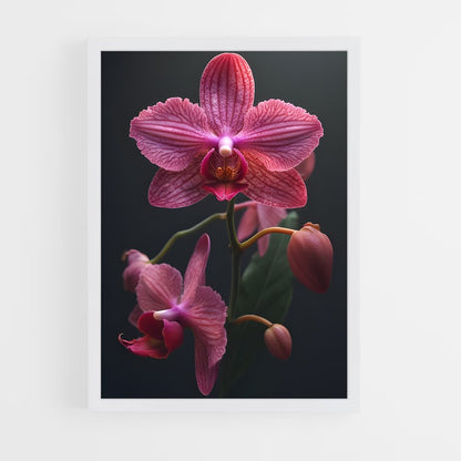 ap-orchid-6 cadre Blanc