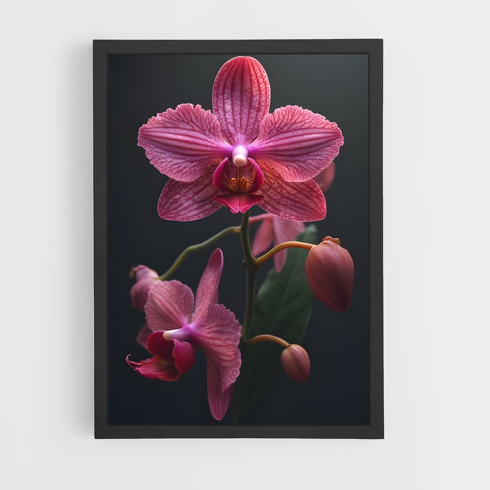 ap-orchid-6 cadre Noir