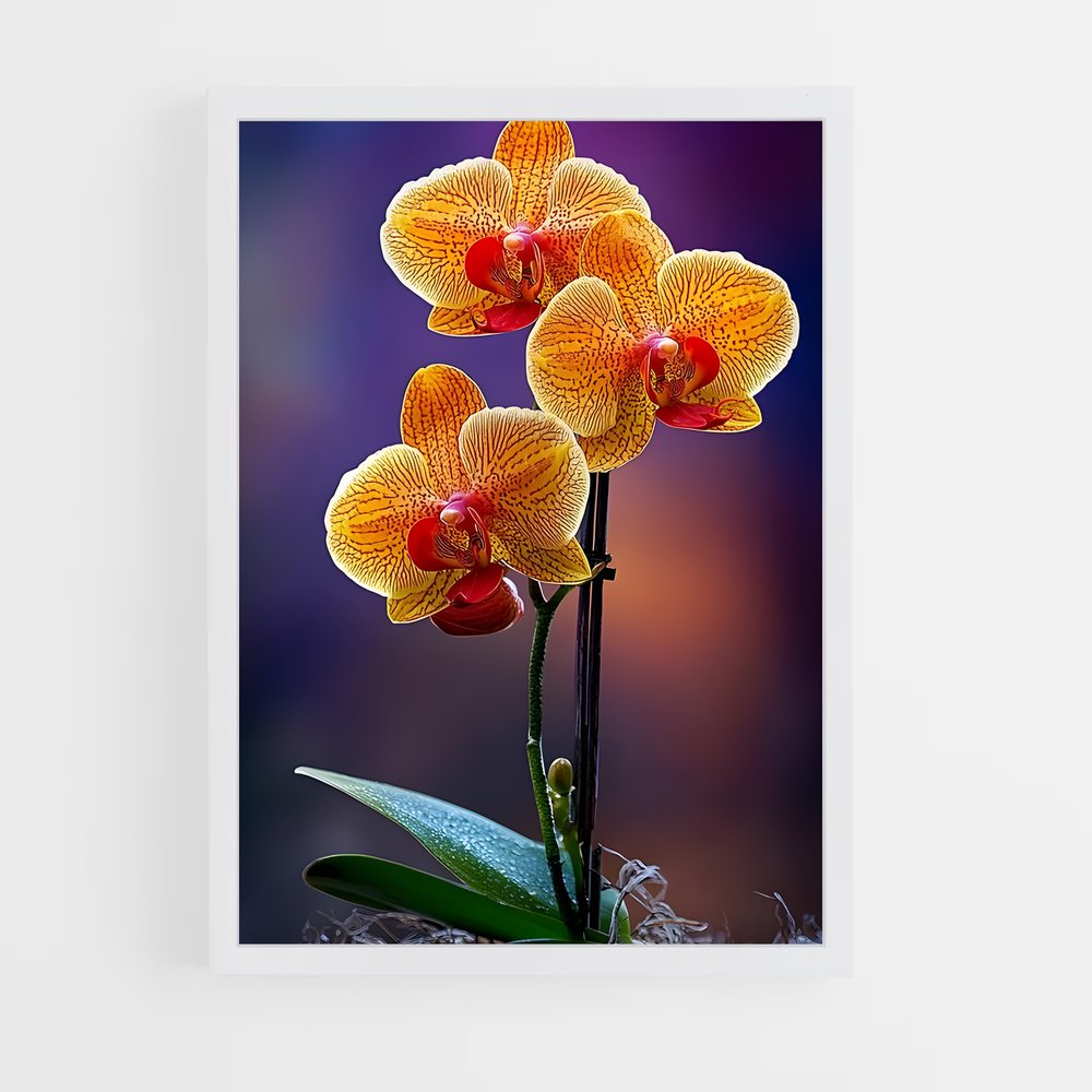 ap-orchid-7 cadre Blanc