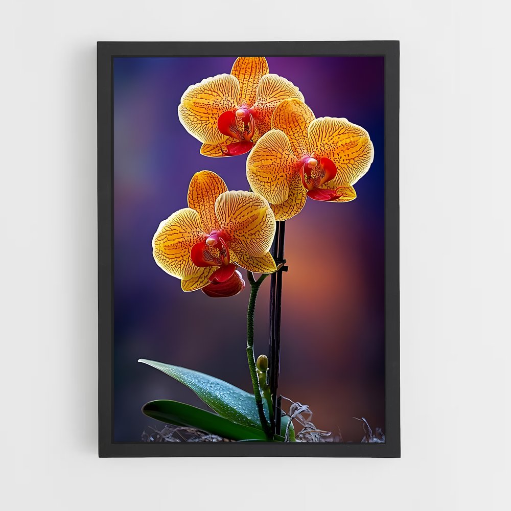 ap-orchid-7 cadre Noir