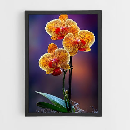 ap-orchid-7 cadre Noir