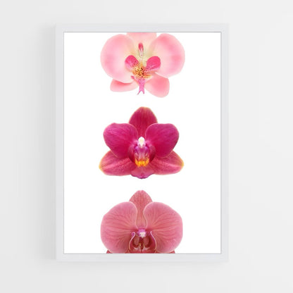 ap-orchid-8 cadre Blanc