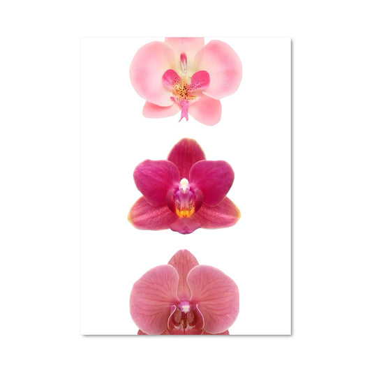 Poster Orchidée Enchantée