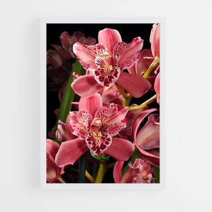 ap-orchid-9 cadre Blanc