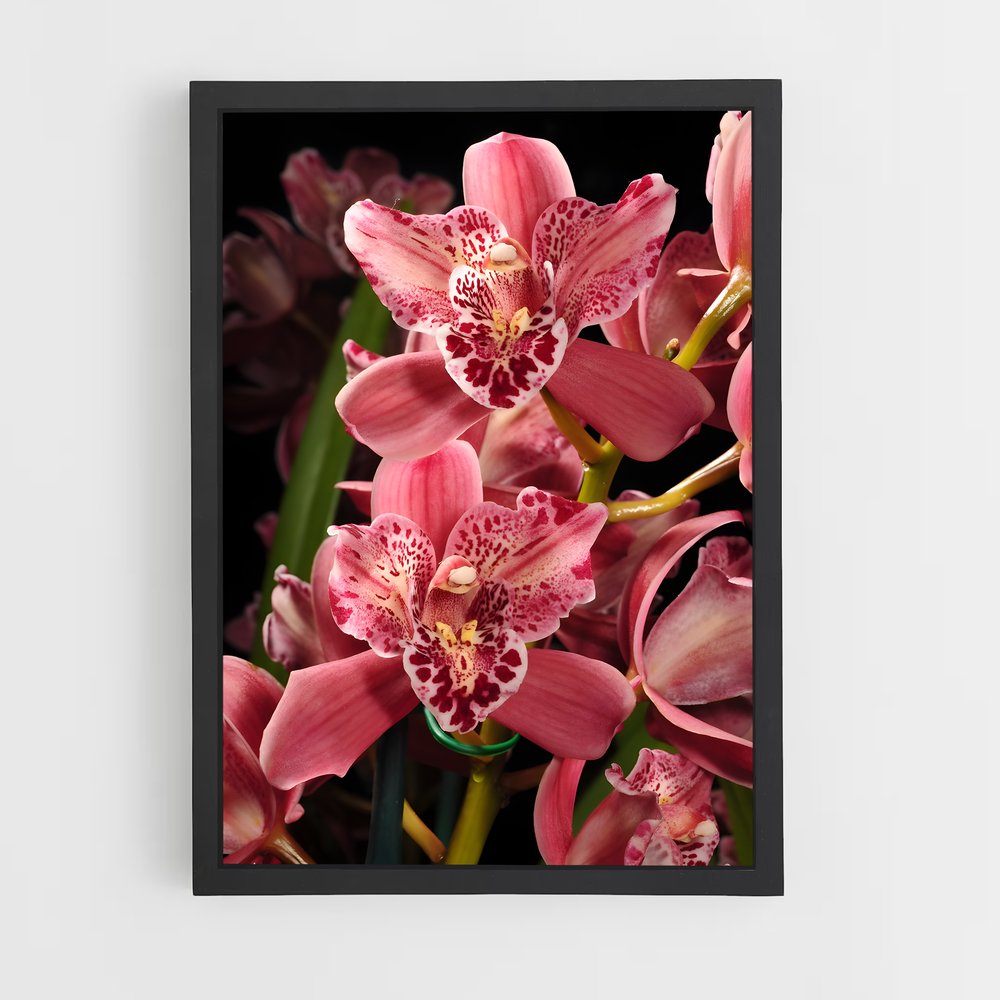 ap-orchid-9 cadre Noir