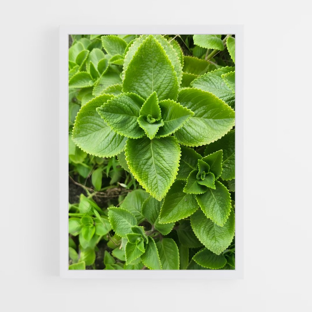 ap-oregano-1 cadre Blanc