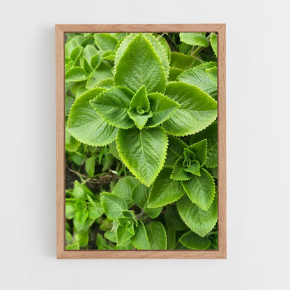 ap-oregano-1 cadre Bois clair