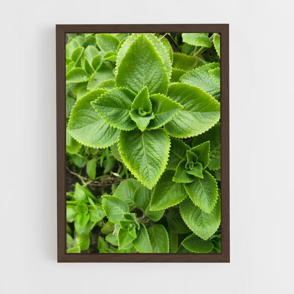 ap-oregano-1 cadre Bois foncé
