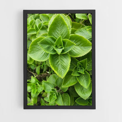 ap-oregano-1 cadre Noir