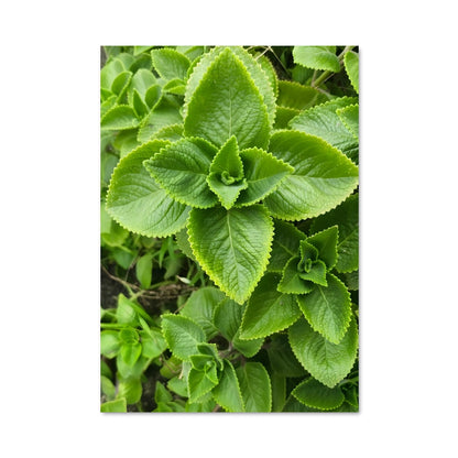 Poster Oregano Vert