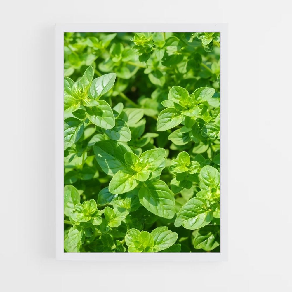ap-oregano-2 cadre Blanc