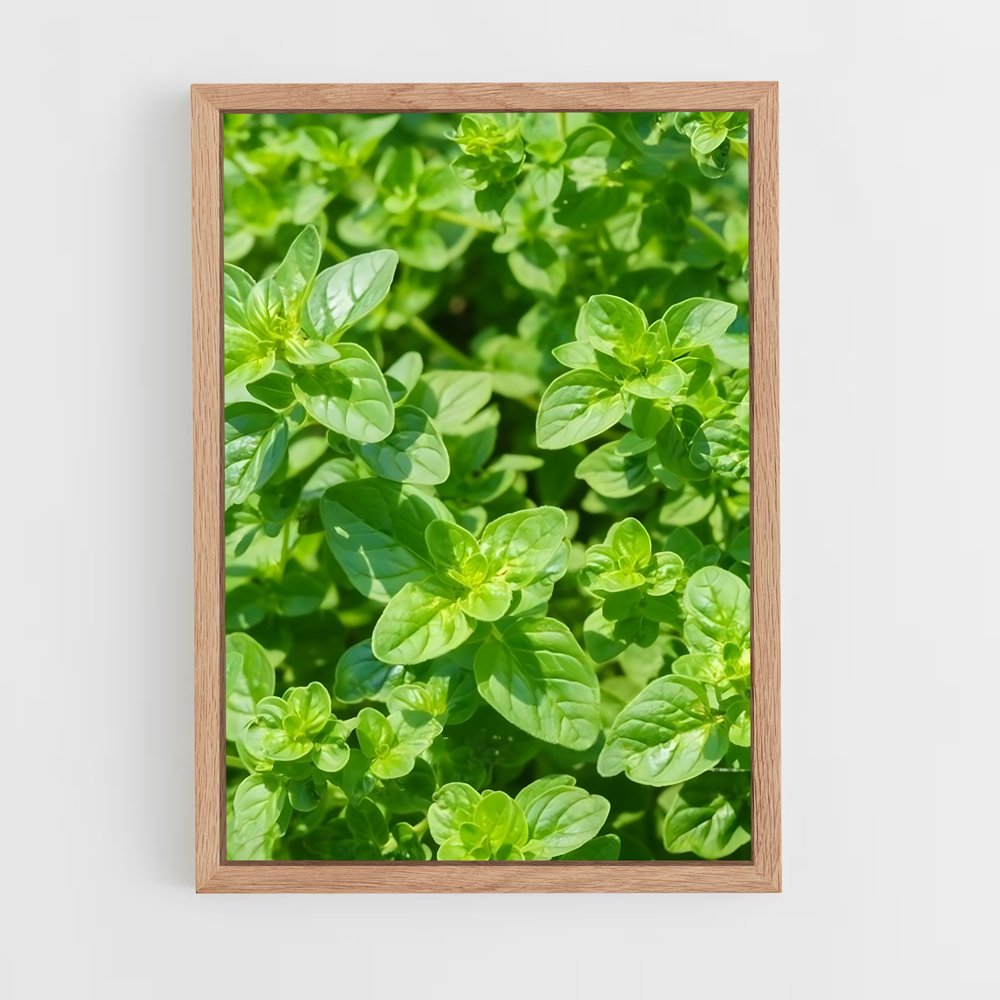 ap-oregano-2 cadre Bois clair