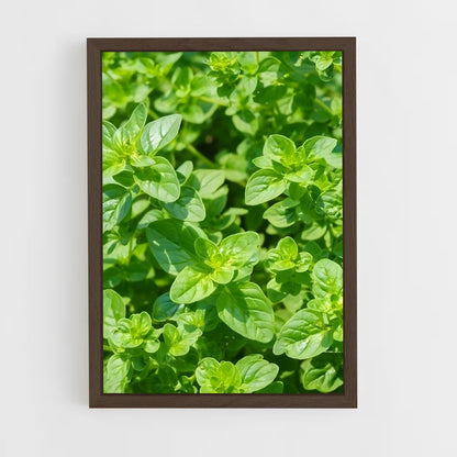 ap-oregano-2 cadre Bois foncé
