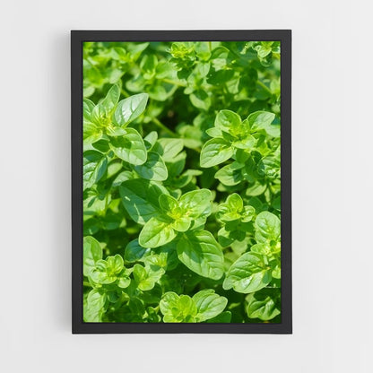 ap-oregano-2 cadre Noir