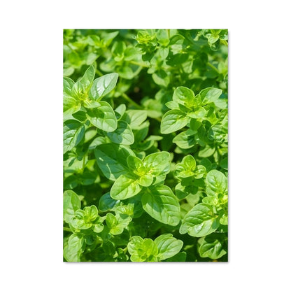 Poster Feuilles d'Oregano