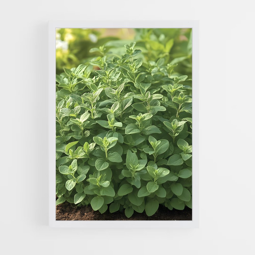 ap-oregano-3 cadre Blanc