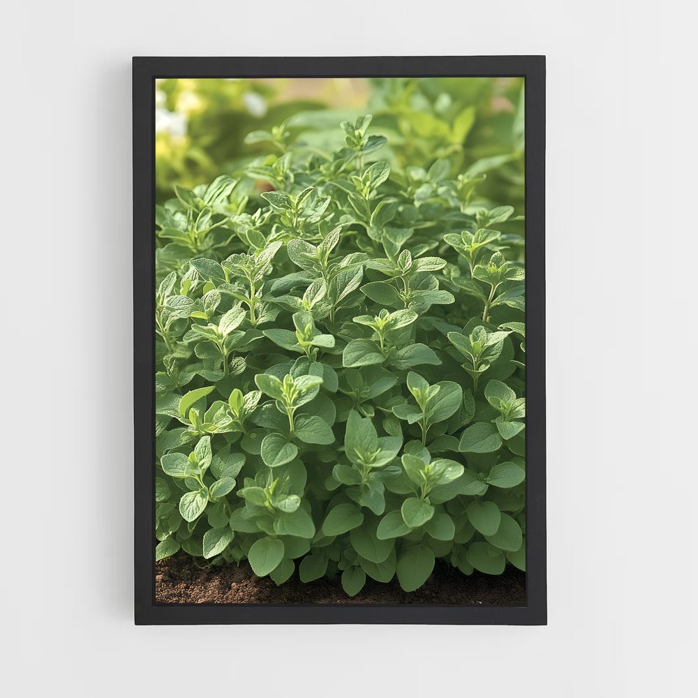 ap-oregano-3 cadre Noir