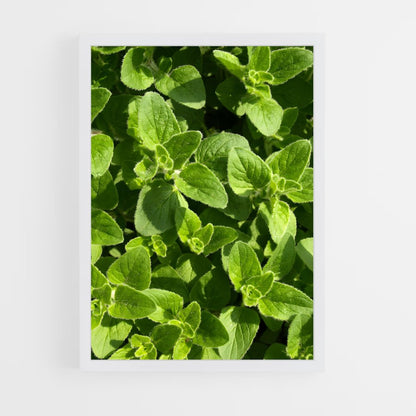 ap-oregano-5 cadre Blanc