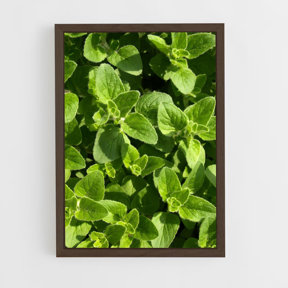 ap-oregano-5 cadre Bois foncé