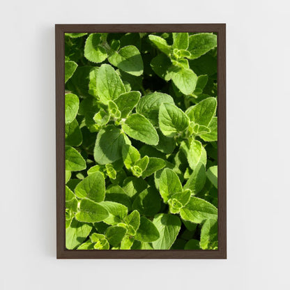 ap-oregano-5 cadre Bois foncé