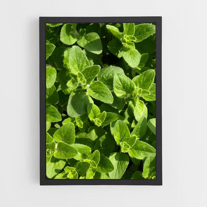 ap-oregano-5 cadre Noir
